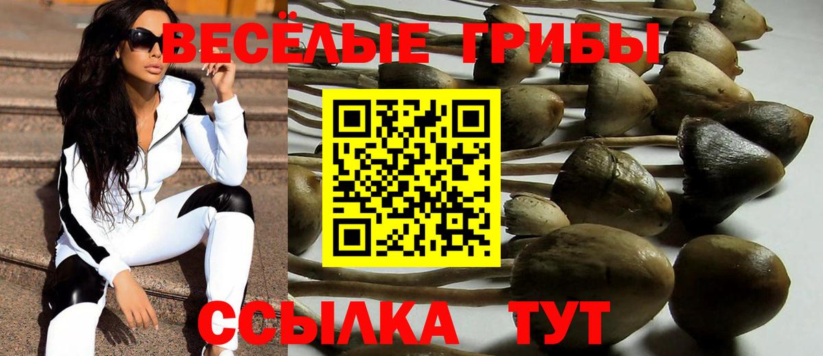 Галлюциногенные грибы Psilocybe Сертолово